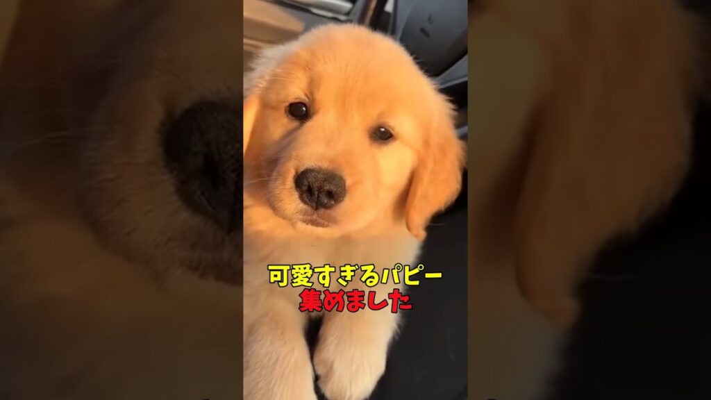 可愛いすぎるパピー集めました 3　#子犬 #笑える #癒し #元気になる動画 #子犬のいる生活