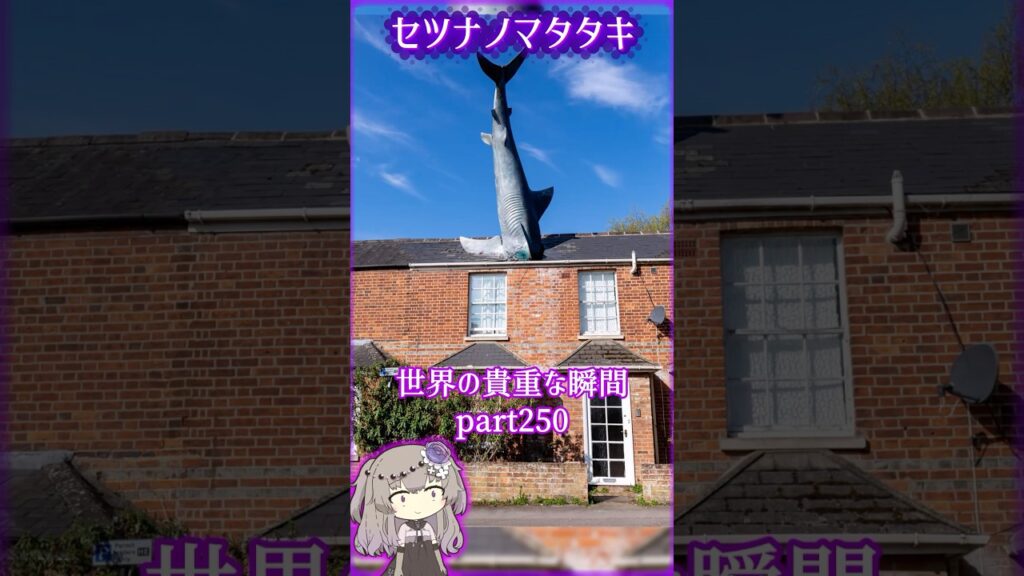 あなたが見たことないであろう 世界の貴重な瞬間part250 #写真  #voicevox #didyouknow #面白い #雑学 #癒し #shorts #1分雑学 #冥鳴ひまり