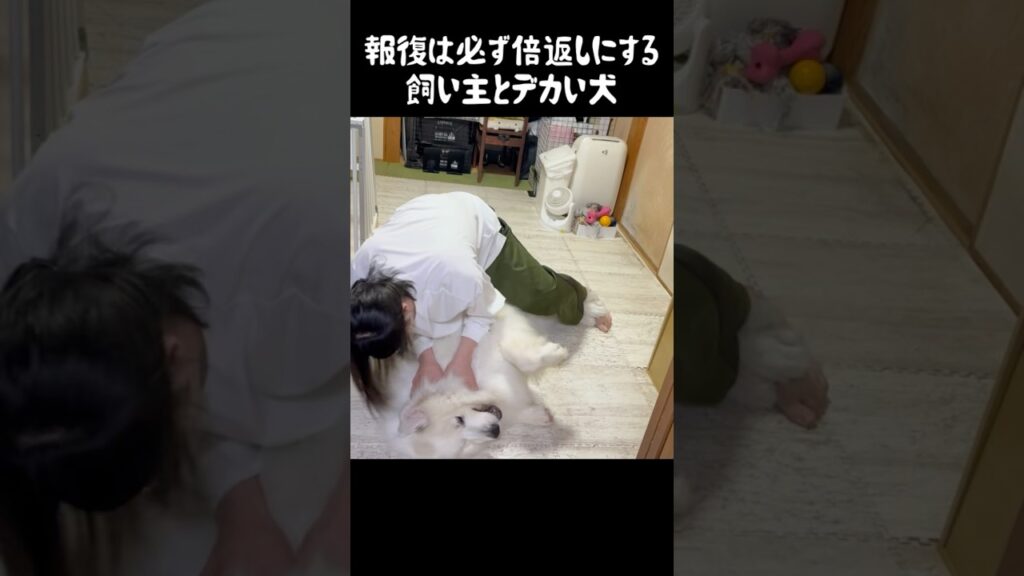 やられたらやり返す愛犬と飼い主　#greatpyrenees #大型犬のいる生活 #大型犬 #グレートピレニーズ #癒し #愛犬 #犬のいる生活 #可愛い #ペット #大型犬と暮らす