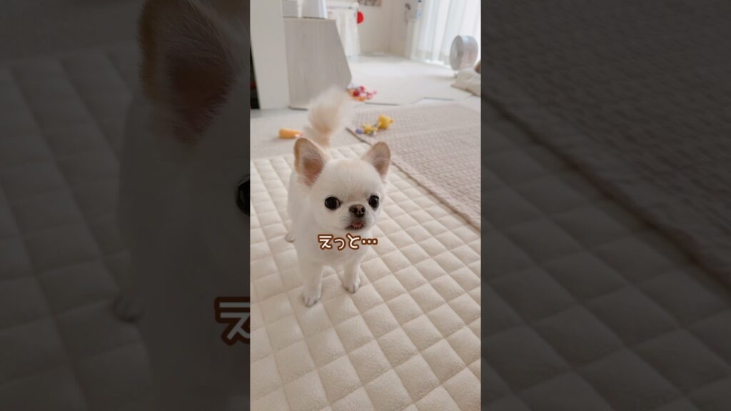 かわいい嘘💗  #チワワ #chihuahua #ドヤ顔 #cutebaby #cutedog #adorable #癒し #ほのぼの #ほっこり #のんびり