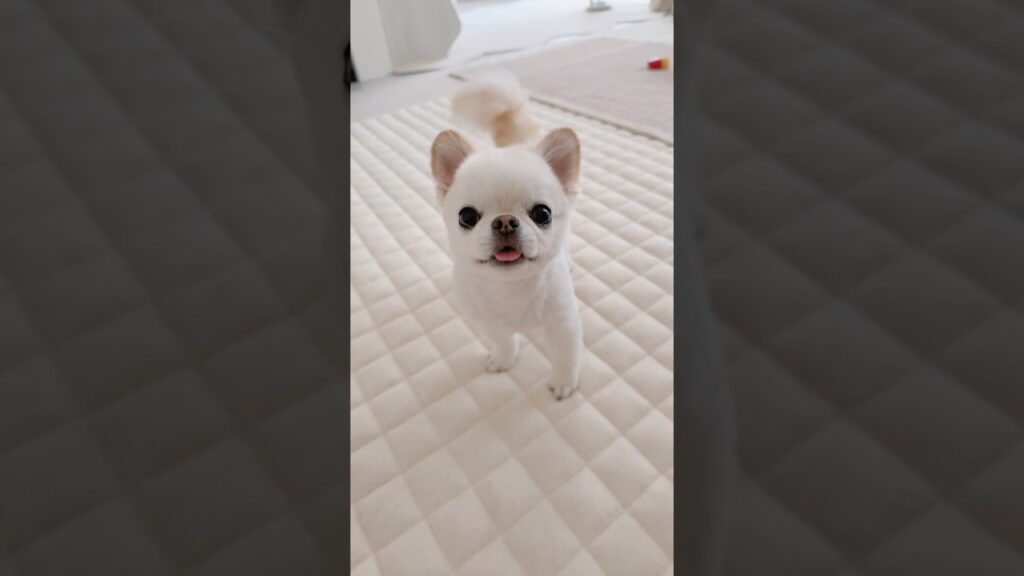 にっこりワンコ💗  #チワワ #chihuahua #スマイル #笑顔 #smile #癒し #ほのぼの #ほっこり