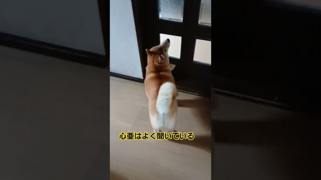 #柴犬のいる暮らし #柴犬 #癒し #cutedog #doglife #dogvideos #doginstagram