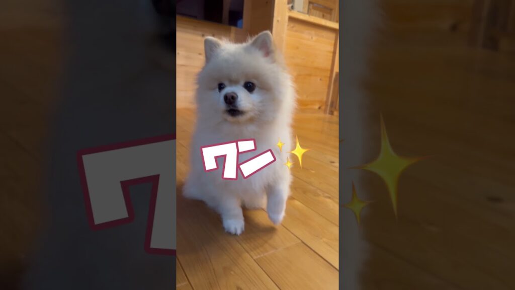 朝一全力で文句言って起こすポメラニアンがヤバすぎるwww #文句言う犬 #おもしろ犬動画 #癒し犬