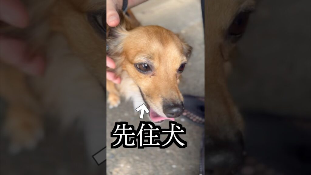 一日先住犬とだけ過ごしたら感動した！