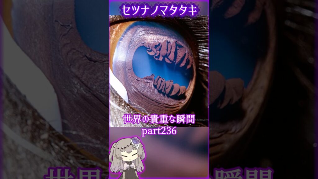 あなたがきっと驚く世界の貴重な瞬間part236 #写真  #voicevox #didyouknow #面白い #shorts #雑学 #癒し #1分雑学 #冥鳴ひまり