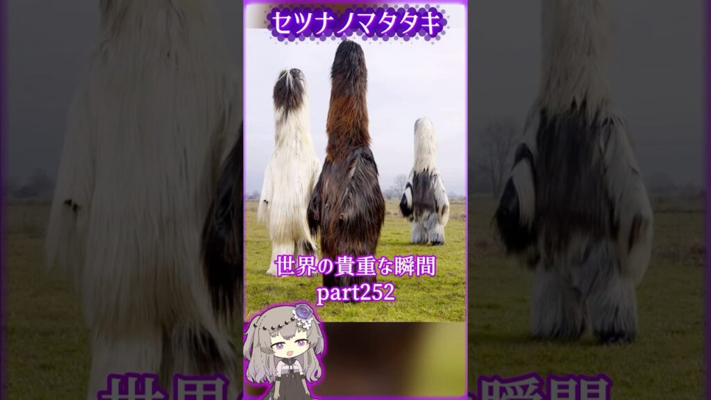 あなたがきっと驚く世界の貴重な瞬間part252 #写真  #voicevox #didyouknow #面白い #shorts #雑学 #癒し #1分雑学 #冥鳴ひまり