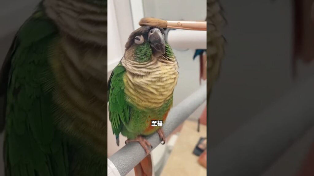 圧倒的かわいさで心を鷲掴みにしてくるペット達の動画#鳥 #かわいい #ペット #癒し