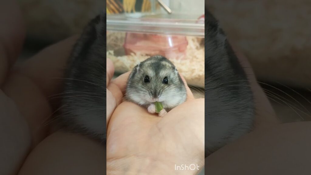 キャベツを食べる可愛いハムスター😂❤️ #ハムスター #hamster #かわいい #癒し #可愛い
