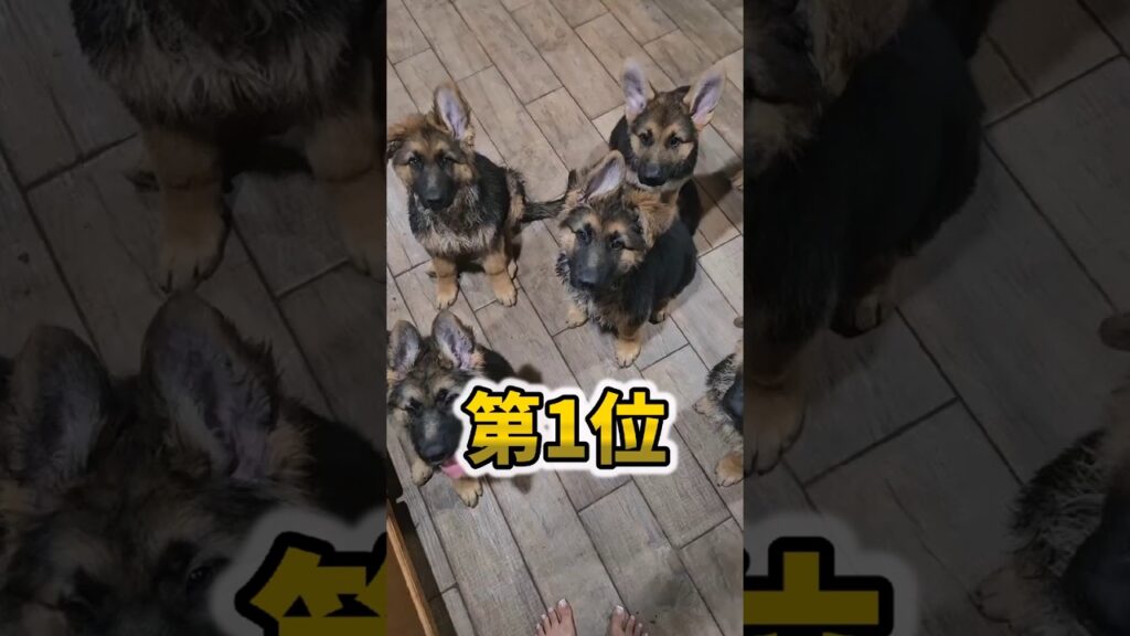 仕事で疲れたお前らに贈る笑いと癒しのシェパード5選ww　#シェパード #笑える #癒し #元気になる動画 #大型犬のいる生活 #大型犬のいる暮らし