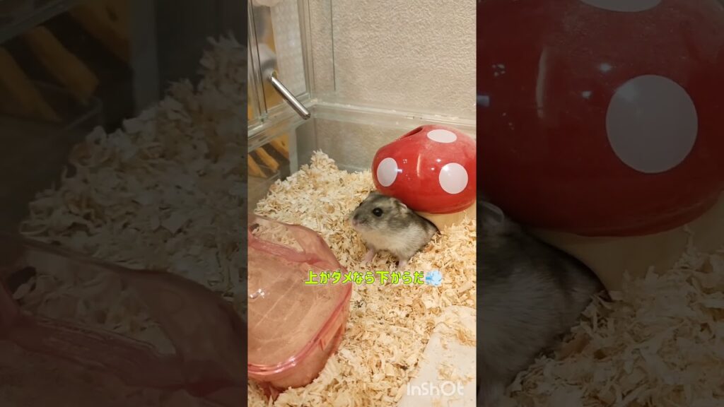ご飯のにおいを感じ取るハム #ハムスター #hamster #かわいい #癒し #可愛い