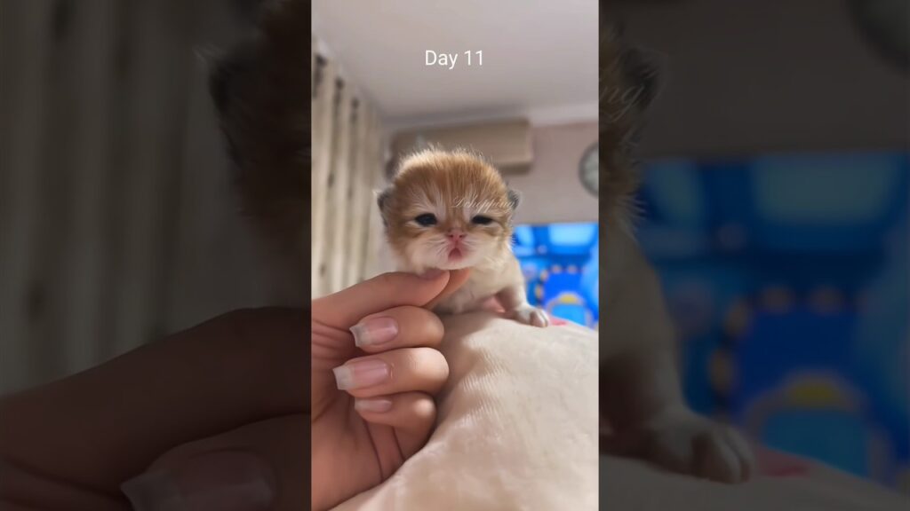 🐱🐾❤️Kitten’s 15-Day Growth Diary ✨ Raw Meows ASMR Therapy#meow #kitten #cat #cute #癒し #猫 #catvideos