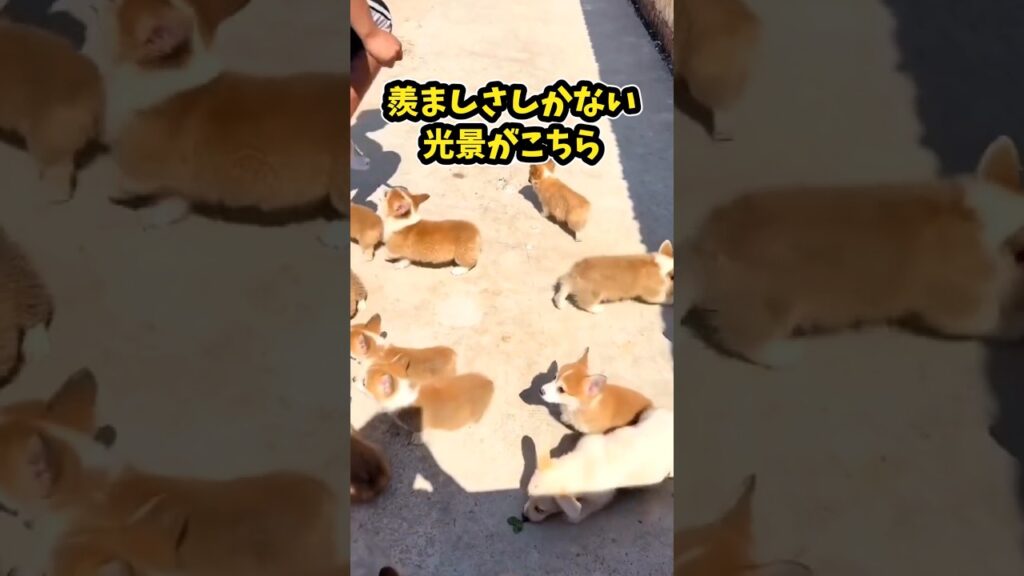 仕事で疲れたお前に贈る笑いと癒しのコーギーパピー5選ww　#コーギー #子犬 #笑える #癒し #子犬のいる生活 #元気になる動画