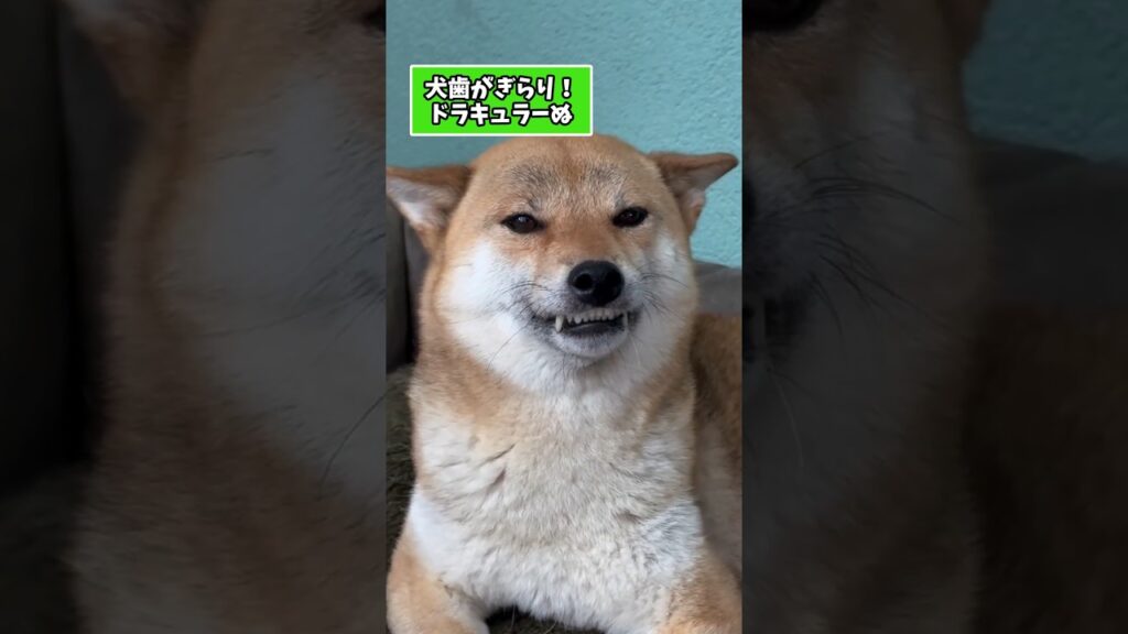 仕事で疲れた皆に贈る笑いと癒しの柴犬5選ww　#柴犬 #笑える #柴犬のいる暮らし #柴犬のいる生活 #元気になる動画 #癒し