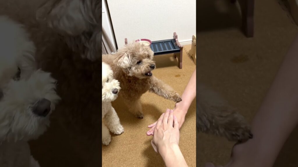 愛犬お手チャレンジ   #犬 #トイプードル #かわいい #トイプードルの虎太郎三桜 #癒し #といぷーどる #こたみお