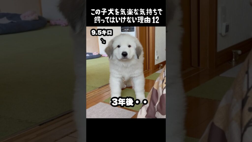 予想以上の成長をした子犬12 #greatpyrenees #癒し #大型犬のいる生活 #大型犬 #グレートピレニーズ #愛犬 #犬のいる生活 #可愛い #ペット #大型犬と暮らす