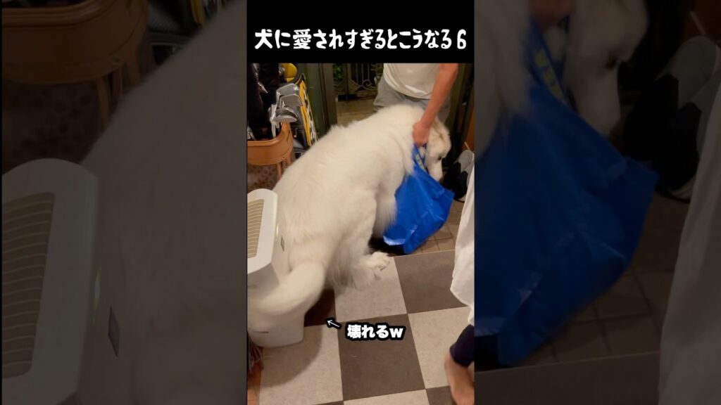 祖父至上主義すぎる愛犬6 #greatpyrenees #癒し #大型犬のいる生活 #大型犬 #グレートピレニーズ #犬のいる生活 #愛犬 #可愛い #ペット #大型犬と暮らす