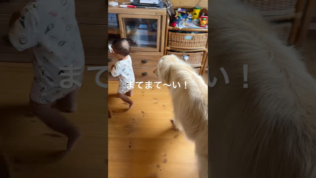 手加減してあげるゴールデンレトリバー　#いぬのいる生活 #ゴールデンレトリバー #大型犬のいる生活 #大型犬 #癒し
