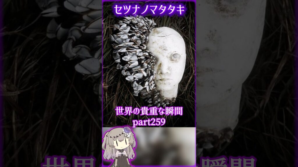 あなたがきっと驚愕する世界の貴重な瞬間 part259 #写真  #voicevox #didyouknow #面白い #雑学 #癒し #1分雑学 #トリビア #冥鳴ひまり