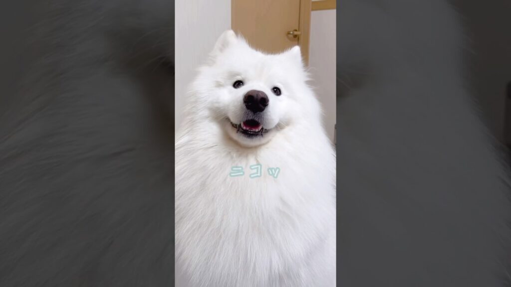 サモエドがディズニーランドに… #ディズニーランド #samoyed #癒し #サモエド