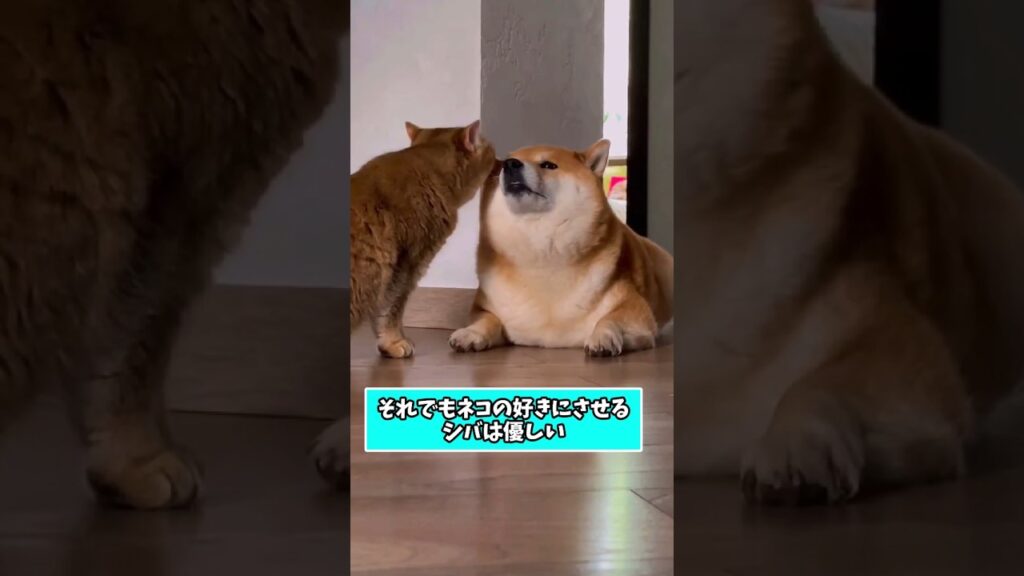 仕事で疲れた皆に贈る笑いと癒しの犬とネコ5選ww　#犬と猫 #笑える #癒し #犬のいる生活 #猫のいる暮らし #元気になる動画