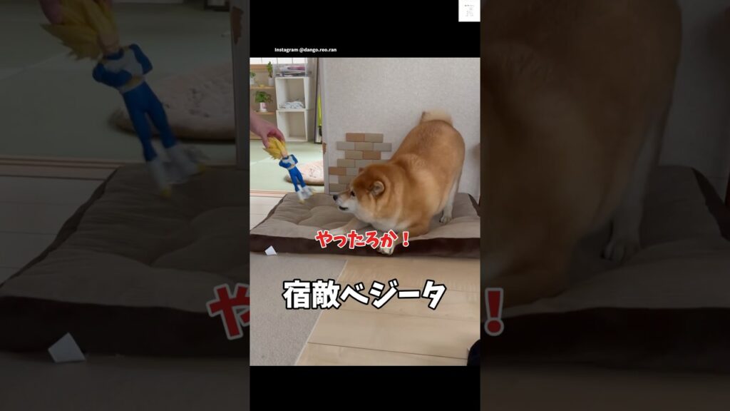 宿敵べジータと仲直りする柴犬😂　#柴犬　#犬　#かわいい犬 #犬のいる暮らし #癒し