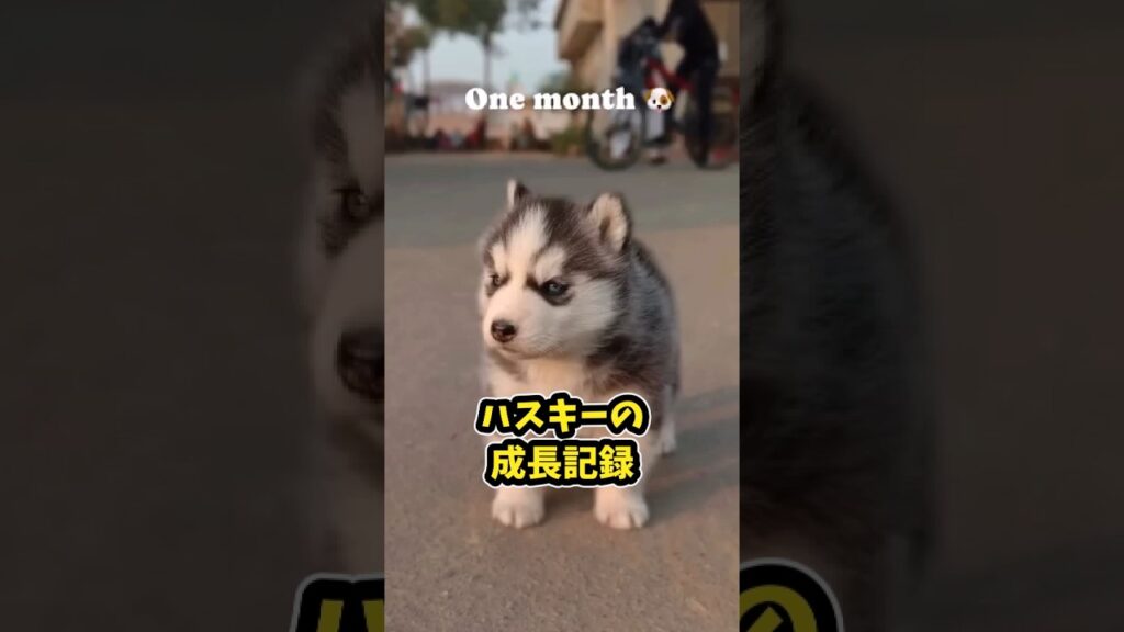 仕事で疲れたお前らに贈る笑いと癒しのハスキー5選ww　#ハスキー #笑える #癒し #大型犬のいる生活 #元気になる動画