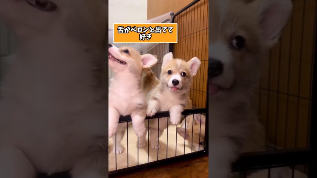 仕事で疲れた皆に贈る笑いと癒しのコーギーパピー5選ww　#コーギー #子犬 #笑える #癒し #子犬のいる生活 #元気になる動画