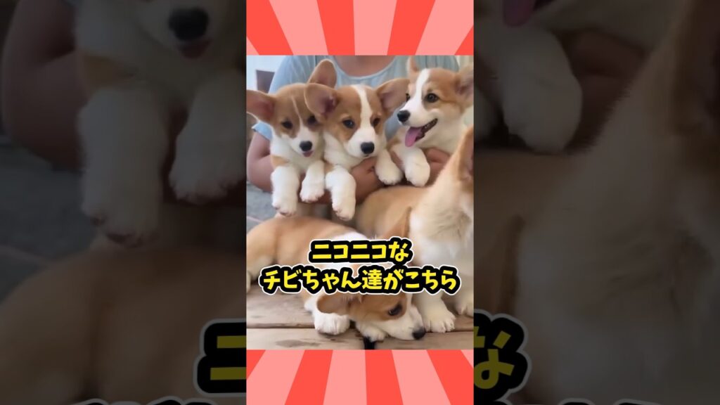 仕事で疲れた皆に贈る笑いと癒しのコーギー5選ww　#コーギー #笑える #癒し #犬のいる生活 #犬のいる暮らし #元気になる動画