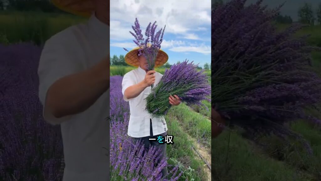 💜農家が紫の稲を刈ってる！？その正体とは？