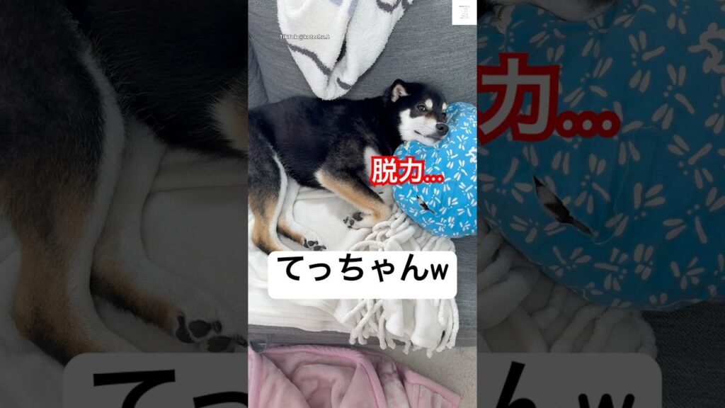癒し‼️ママとてっちゃんのやり取りが可愛すぎる💕　#柴犬　#黒柴　#犬　#かわいい犬 #癒し