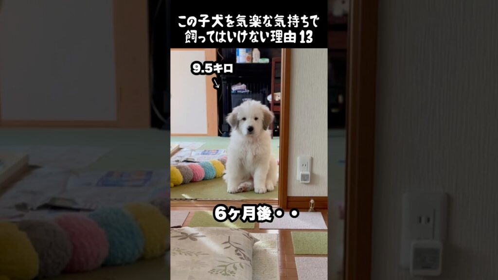予想以上の成長をした子犬13 #greatpyrenees #癒し #大型犬のいる生活 #大型犬 #グレートピレニーズ #愛犬 #犬のいる生活 #可愛い #ペット #大型犬と暮らす