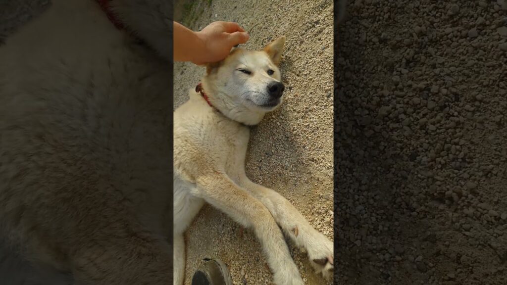 普通が何より大切#愛犬と過ごす時間#dogshorts #柴犬 #癒し #kawaii #shibainu #funnyshorts #愛犬 #犬のいる生活 #気持ちいい