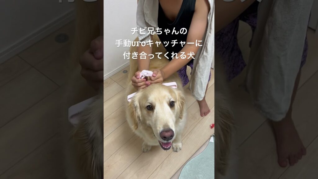UFOキャッチャー⁉️ゴールデンレトリーバーもっち君 #ゴールデンレトリバー #大型犬 #癒し #可愛い