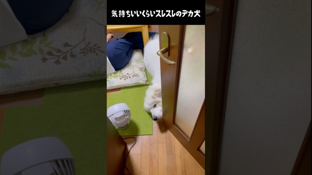 気持ちいいくらいスレスレの愛犬　#greatpyrenees #犬のいる生活 #大型犬のいる生活 #大型犬 #グレートピレニーズ #癒し #愛犬 #ペット #可愛い #大型犬と暮らす