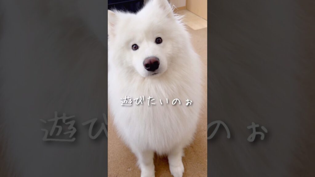 仕事中にかわい子ちゃんが現れた！ #samoyed #サモエド #癒し