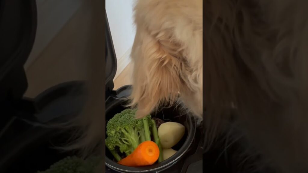 完食しました♪ゴールデンレトリバーもっち君 #ゴールデンレトリバー #大型犬のいる生活 #大型犬 #癒し #可愛い