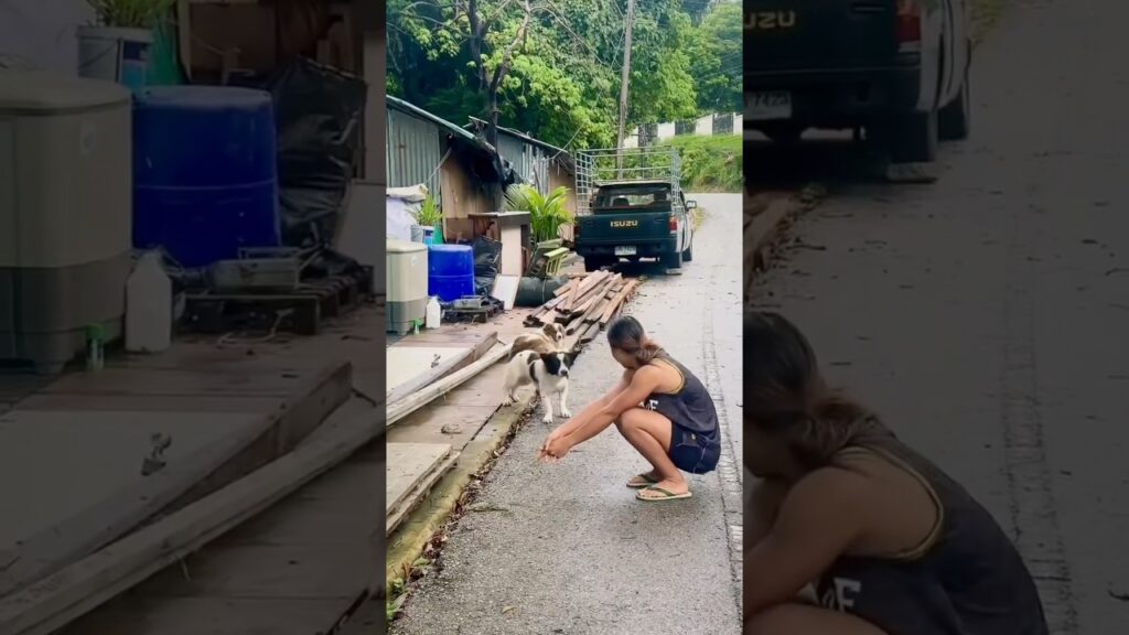 犬と飼い主の再会