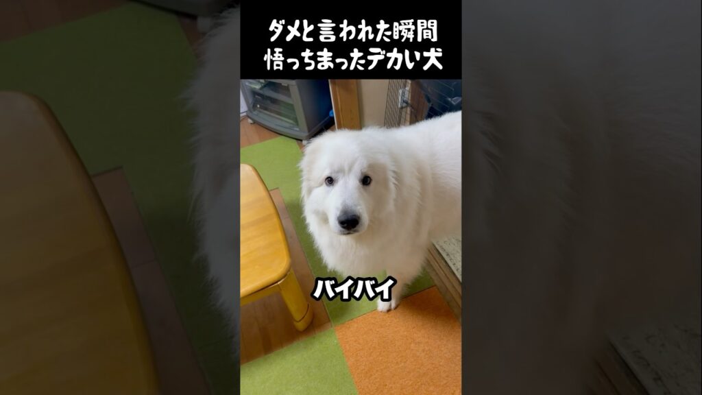 ダメと言われて全てを悟る愛犬　#greatpyrenees #犬のいる生活 #犬のいる暮らし #大型犬のいる生活 #グレートピレニーズ #癒し #可愛い #愛犬 #ペット #大型犬と暮らす