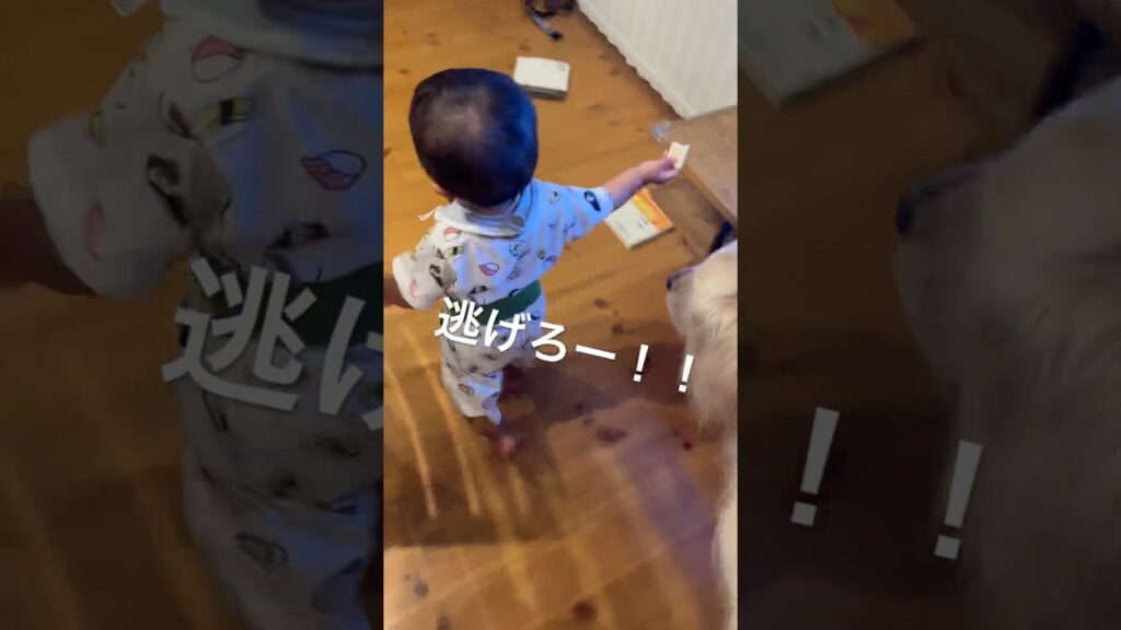 逃げられたゴールデンレトリバー　#いぬのいる生活 #ゴールデンレトリバー #大型犬のいる生活 #大型犬 #癒し