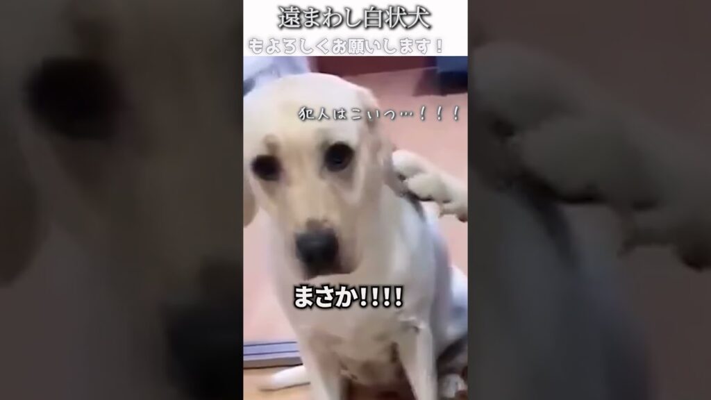 犬のおもしろ動画にツッコミどころ満載なアフレコしてみた＃307【バレる】【ハプニング映像】#shorts　#アフレコ #面白動画