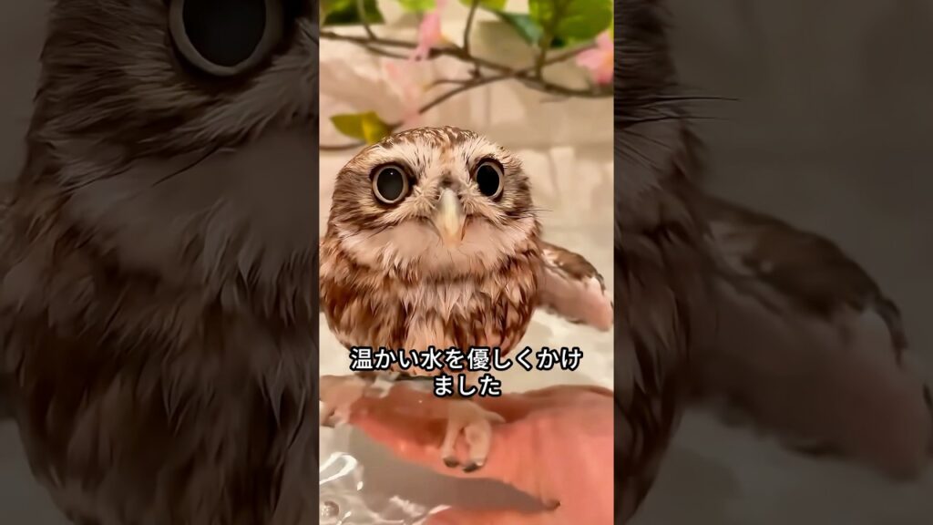 道端で無力なフクロウを見つけた少女が家に連れて帰った