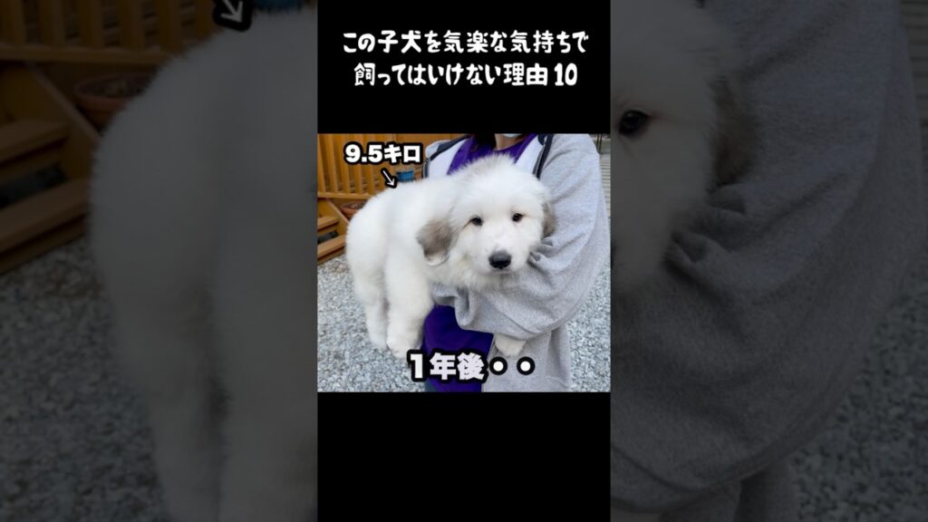 予想以上の成長をした子犬10 #greatpyrenees #癒し #大型犬のいる生活 #グレートピレニーズ #犬のいる生活 #犬のいる暮らし #愛犬 #可愛い #ペット #大型犬と暮らす