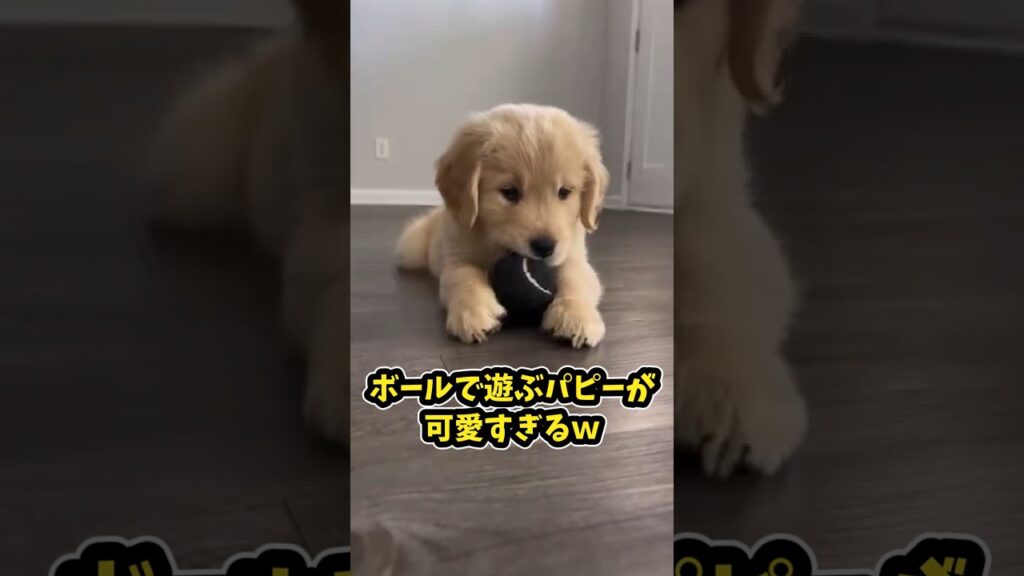 仕事で疲れたお前らに贈る笑いと癒しのゴールデン5選ww　#ゴールデンレトリバー #笑える #癒し #元気になる動画 #大型犬のいる生活 #大型犬のいる暮らし