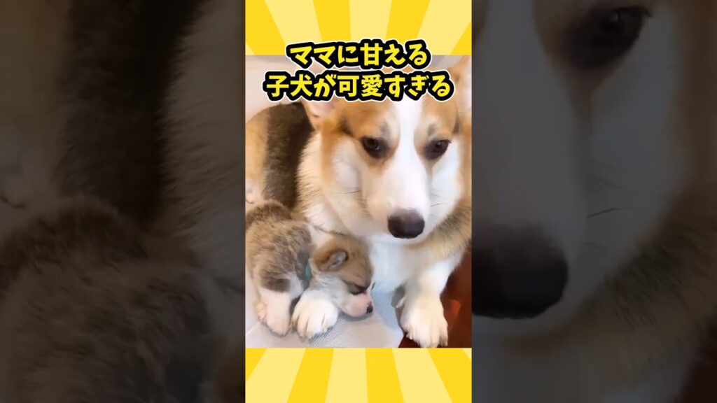仕事で疲れたお前らに贈る笑いと癒しのコーギー5選ww　#コーギー #笑える #癒し #コーギーのいる暮らし #犬のいる生活 #元気になる動画