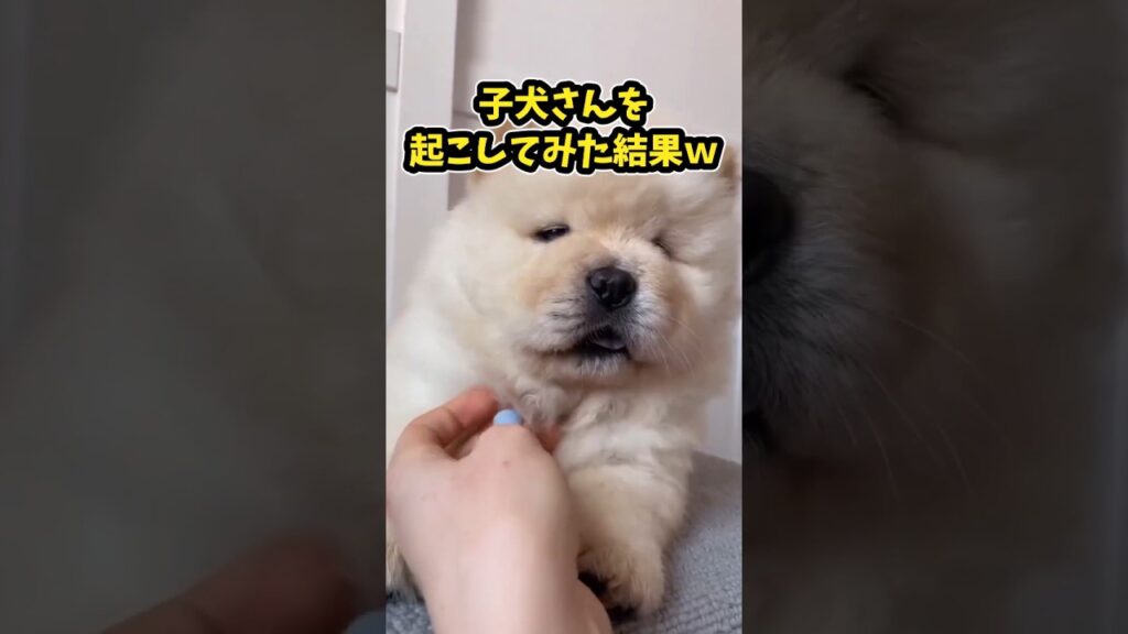 仕事で疲れたお前らに贈る笑いと癒しのチャウチャウ5選ww　#チャウチャウ #笑える #癒し #元気になる動画 #犬のいる暮らし