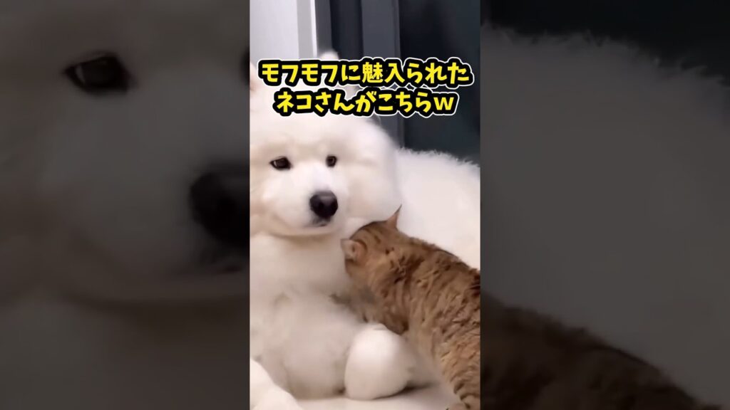 仕事で疲れたお前らに贈る笑いと癒しの犬とネコ5選ww　#犬と猫 #笑える #癒し #ペットのいる暮らし #元気になる動画