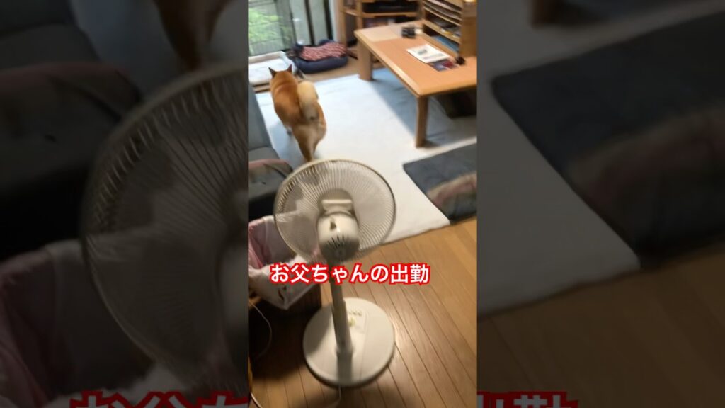 今朝のうちの娘。#柴犬のいる暮らし #柴犬 #shibainu #癒し #dog #かわいい #cutedog #doglife #dogvideos #しばいぬ #心亜