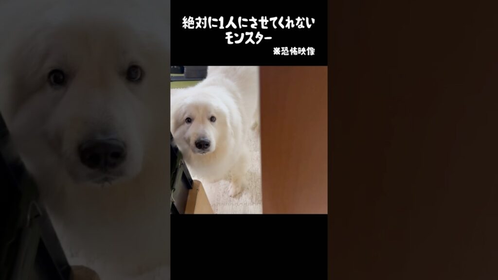 愛犬に孤独を奪われた飼い主　#greatpyrenees #犬のいる生活 #大型犬のいる生活 #大型犬 #グレートピレニーズ #癒し #愛犬 #可愛い #ペット #大型犬と暮らす