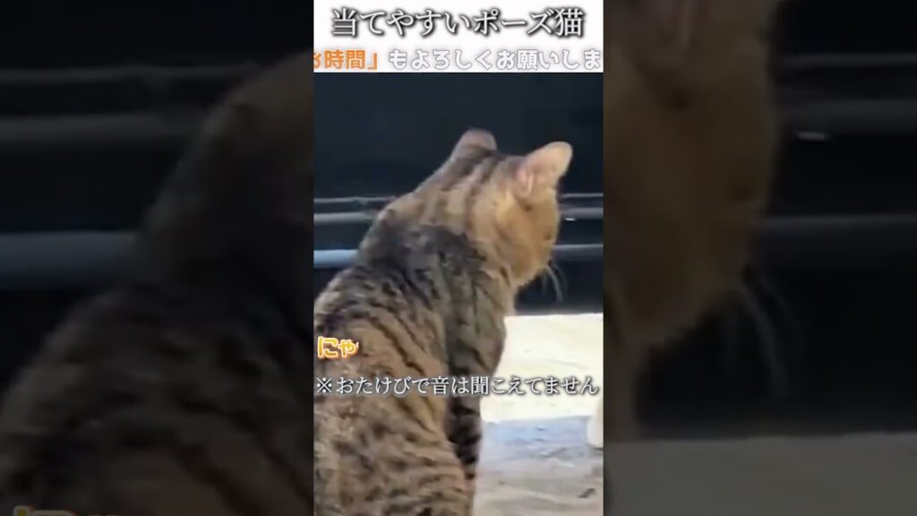 猫のおもしろ動画にツッコミどころ満載なアフレコしてみた＃310【ポーズ】【ハプニング映像】#shorts　#アフレコ #面白動画