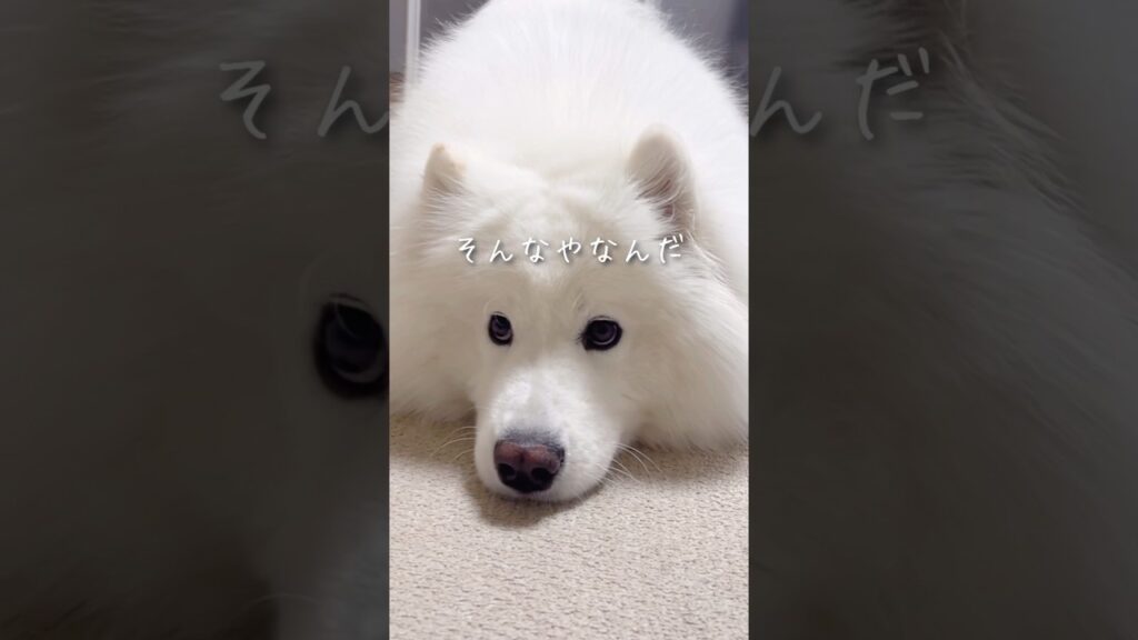 虫除けスプレーを全力で嫌がるサモエドが可愛すぎた #shorts #samoyed #癒し